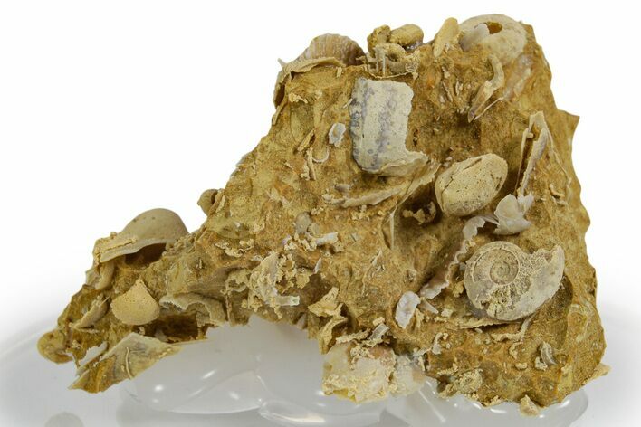 Miniature Fossil Cluster (Ammonites, Bivalves, Urchins) - France #349314